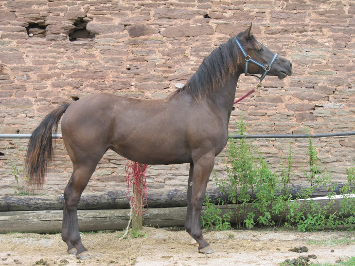 Quarter Horse cross Welsh Cob, Wilden Belle